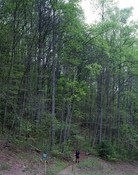 A lone hiker trudges through Unicoi Gap on the Appalachian Trail in Georgia